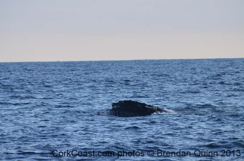 Cork whales 065