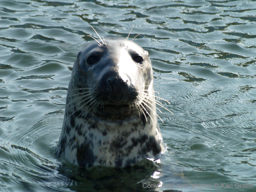 KG073061 kinsale seal