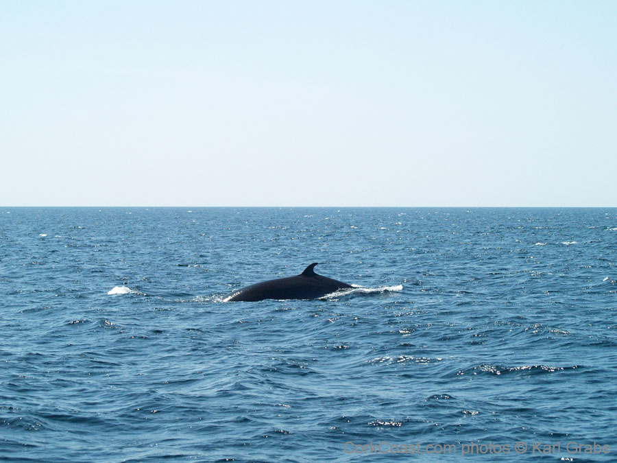 KG173576 minke baltimore