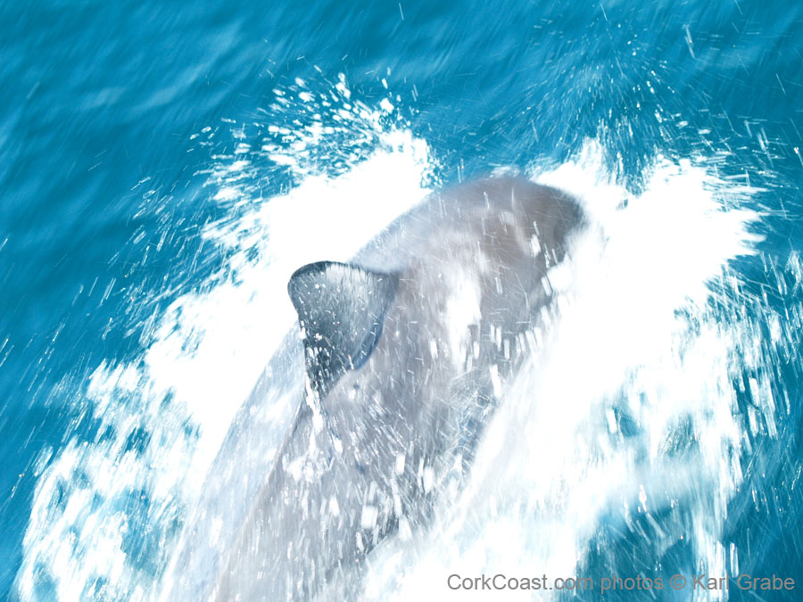 KG174162 common dolphin baltimore