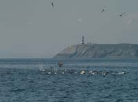 KG133431 diving gannets