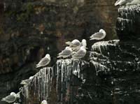 KG143515 Kittiwakes oysterhaven