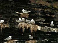 KG143523 Kittiwake nests