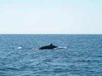 KG173576 minke baltimore