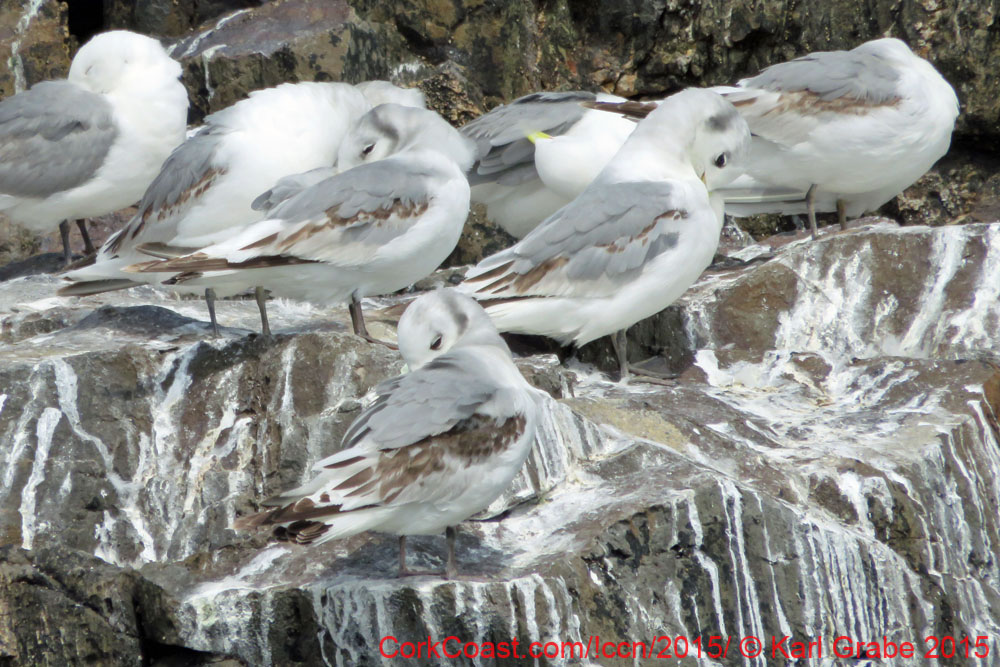 IMG_0534ec kittiwakes old hd kinsale