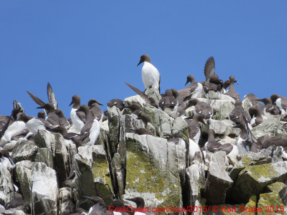 IMG_0541 guilimots old hd kiinsale