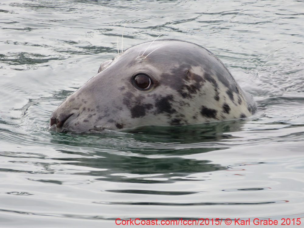 IMG_0572 charlie kinsale seal