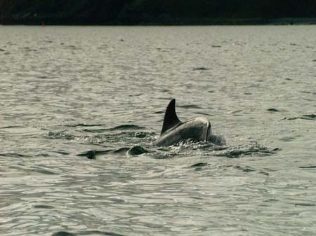 KG278386 left markings