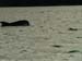 KG278466 seaweed