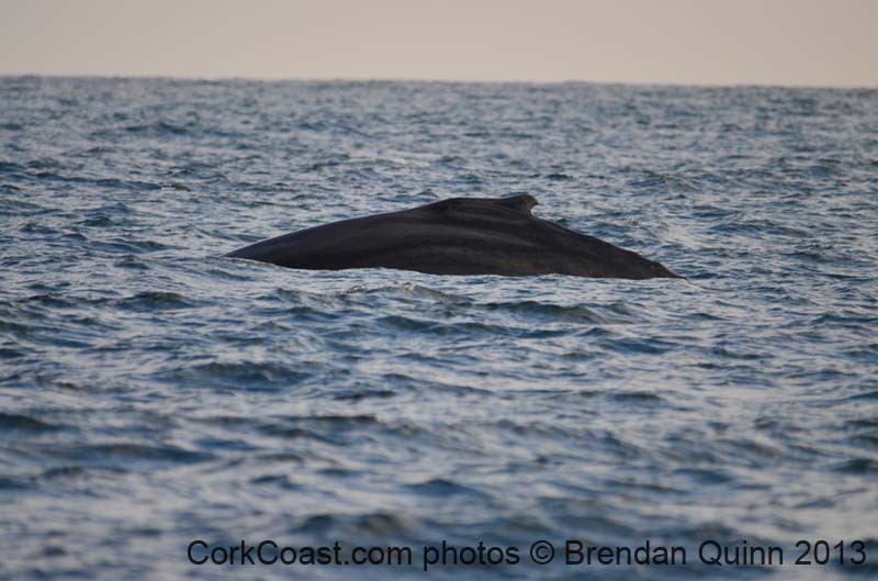 Cork whales 036