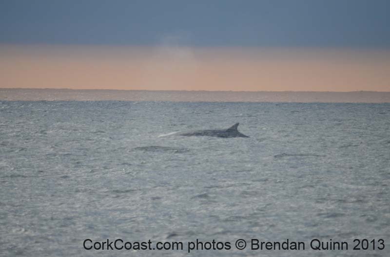 Cork whales 039