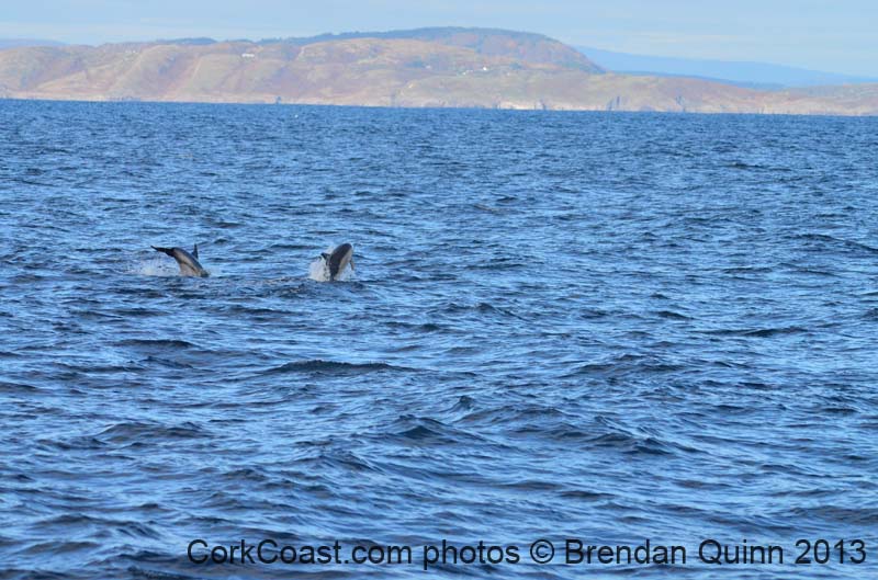 Cork whales 058