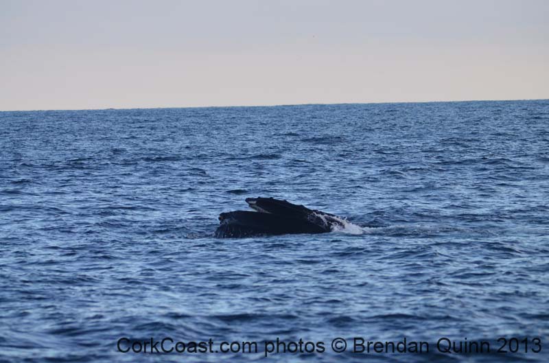 Cork whales 064