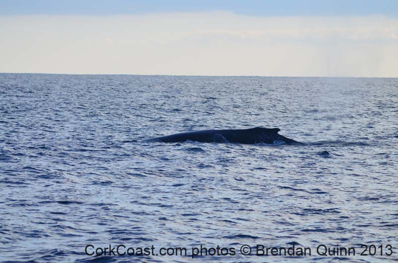 Cork whales 077