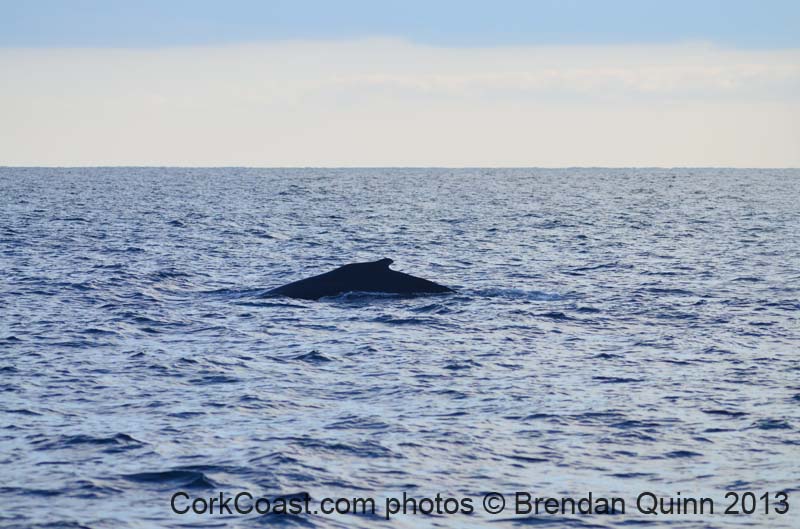 Cork whales 079