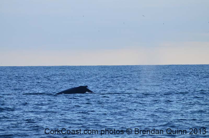 Cork whales 084