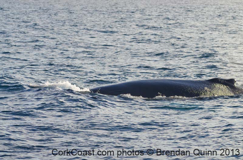 Cork whales 092