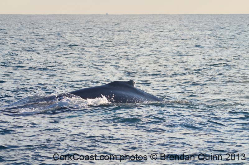 Cork whales 093