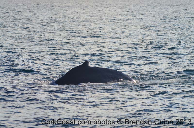 Cork whales 094