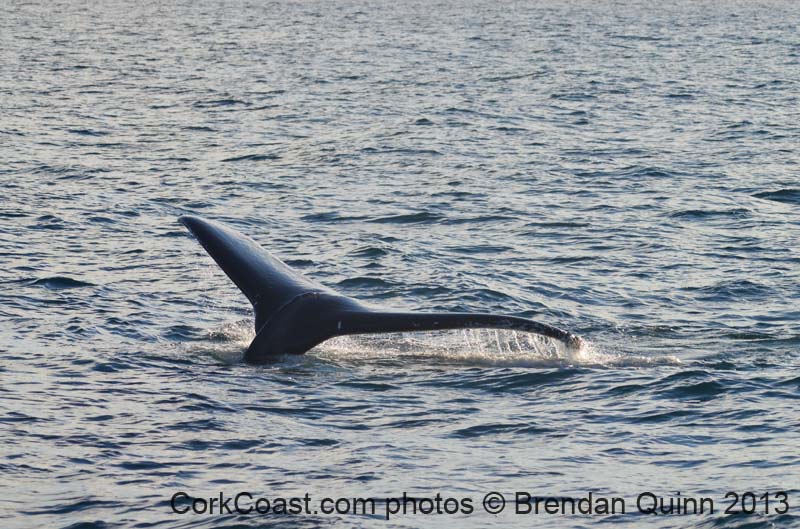 Cork whales 095