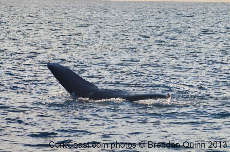 Cork whales 096