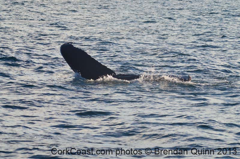 Cork whales 097