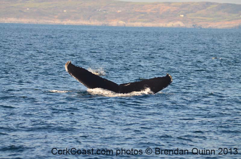 Cork whales 099