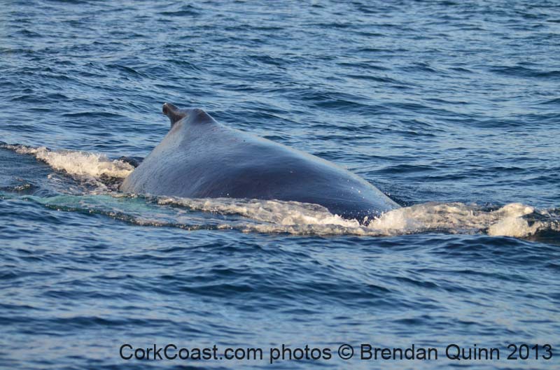 Cork whales 103