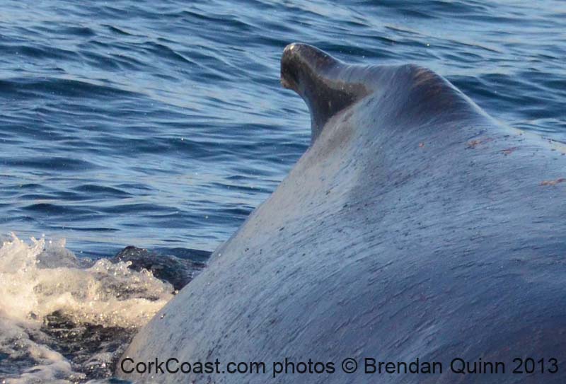 Cork whales 103c