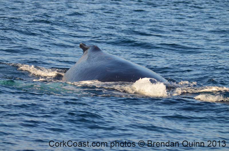 Cork whales 104
