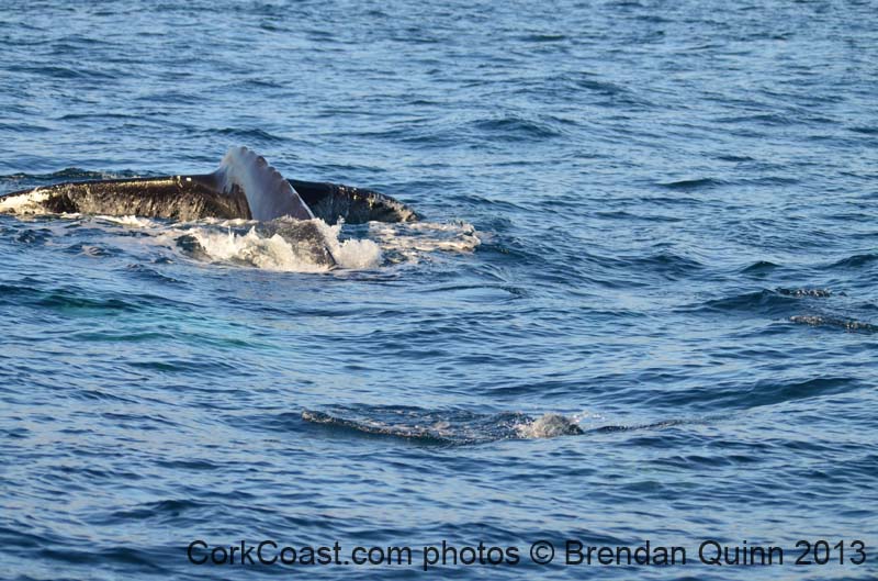 Cork whales 105