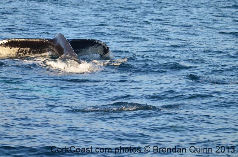 Cork whales 106