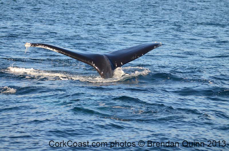 Cork whales 108