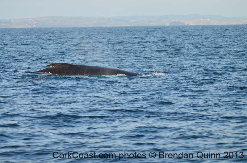 Cork whales 109