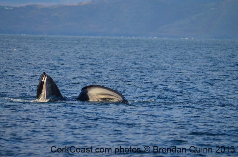 Cork whales 134