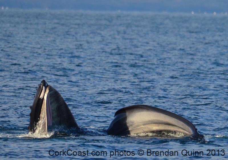 Cork whales 134c