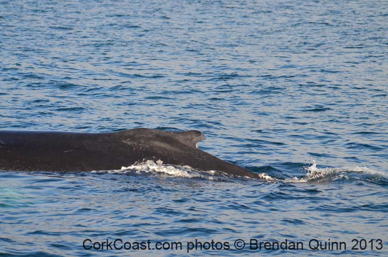 Cork whales 142