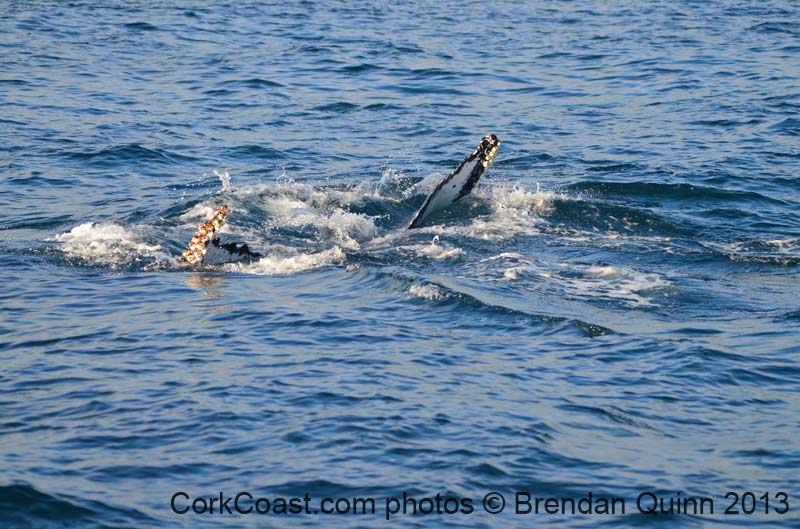 Cork whales 148