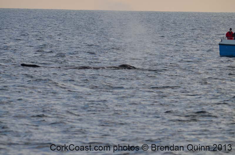 Cork whales 153