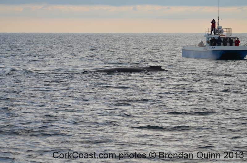 Cork whales 160