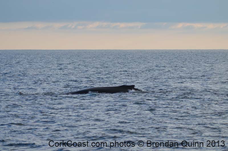 Cork whales 164