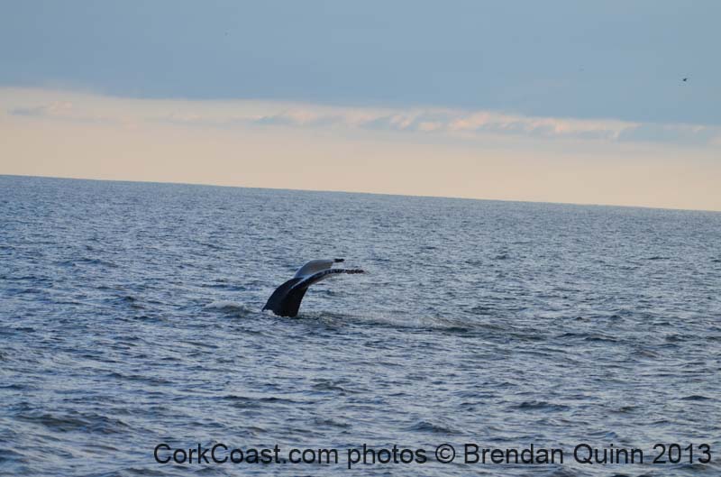 Cork whales 165