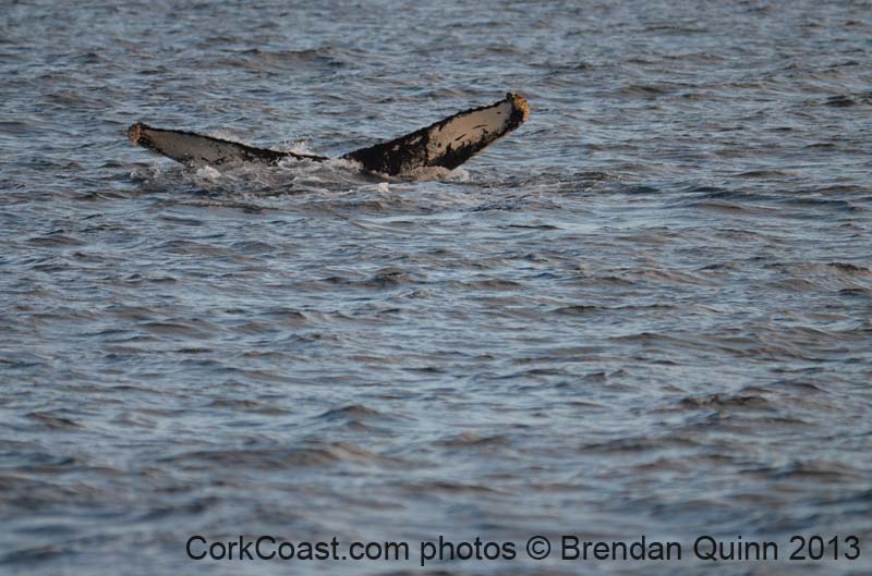 Cork whales 167