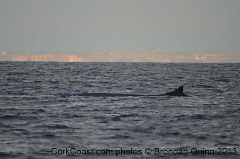 Cork whales 171