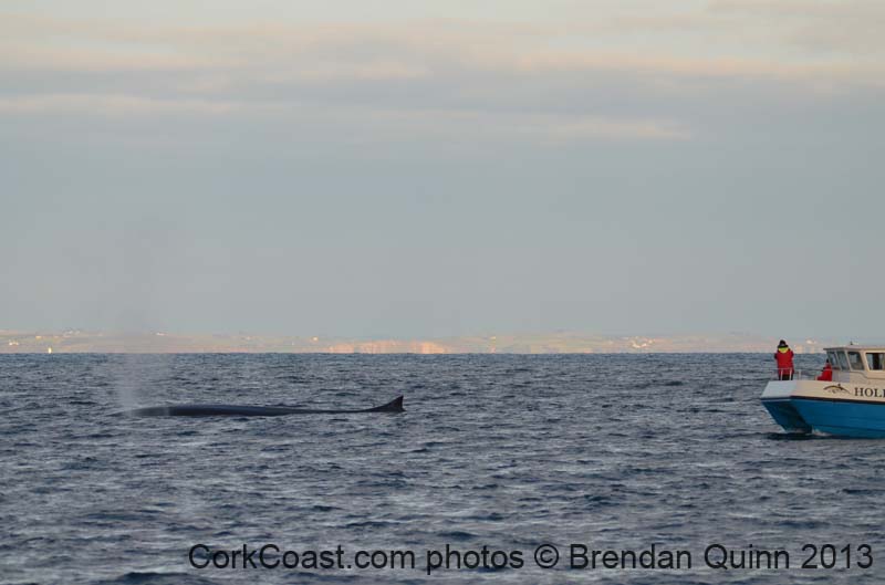 Cork whales 175