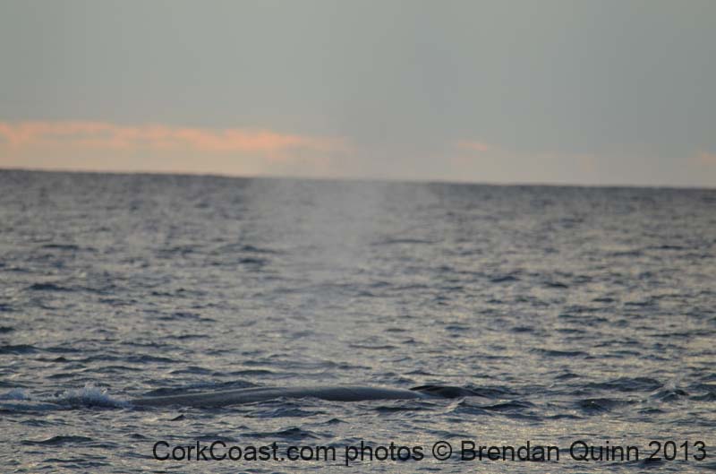 Cork whales 184