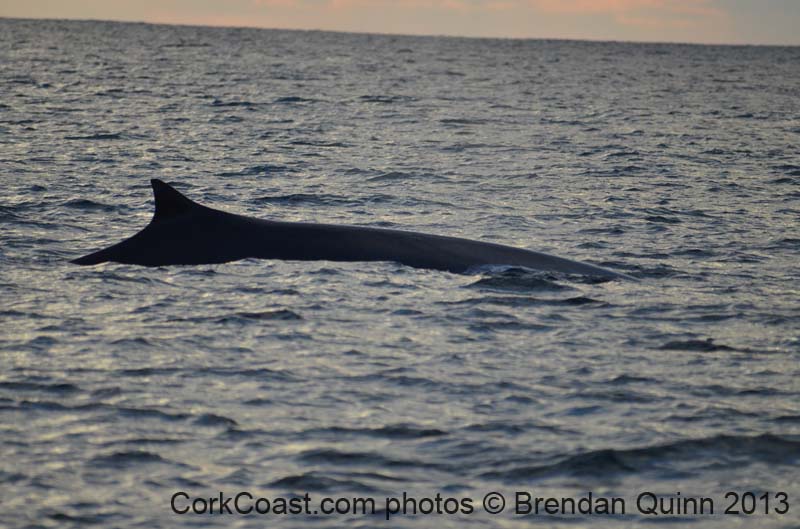 Cork whales 186