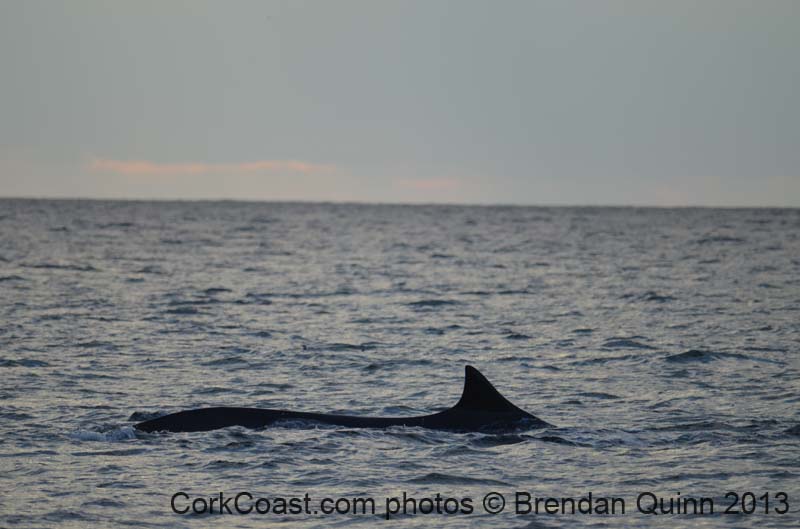Cork whales 188