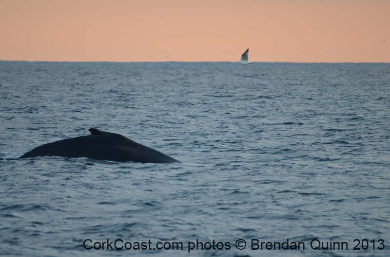 Cork whales 199