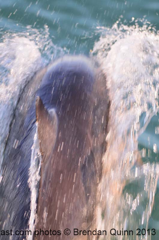 Kinsale New Ross 2014 030